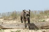 CANE CORSO 218